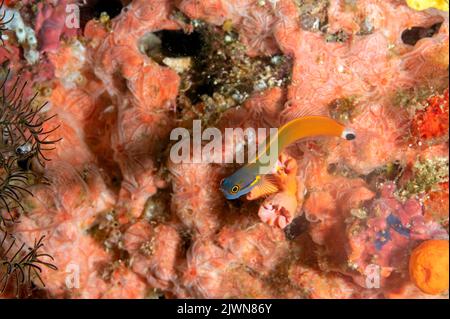 Tailspot Ecsenius stigmatura, blennies, Raja Ampat Indonésie Banque D'Images