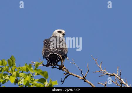 Mississippi Kite, Ictinia mississippiensis, immature Banque D'Images