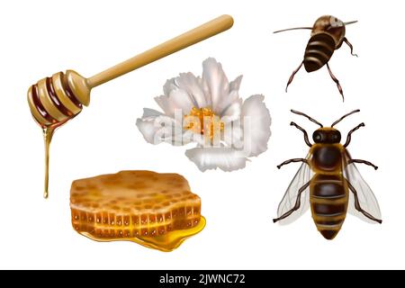 Watercolor set. Honey, bees, wild flowers, honey spoon, honey jars. illustration of honey collection Banque D'Images