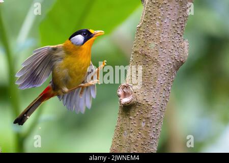 Mésie à oreilles argentées (Leiothrix argentauris) photographiée en vol, Thaïlande Banque D'Images