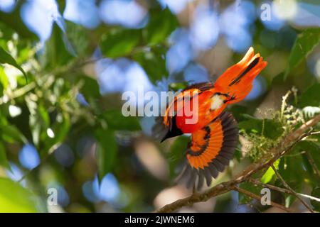 Minivet (Pericrocotus speciosus), espèce d'oiseau d'asie de l'est tropicale, volant dans une forêt tropicale, en Thaïlande Banque D'Images