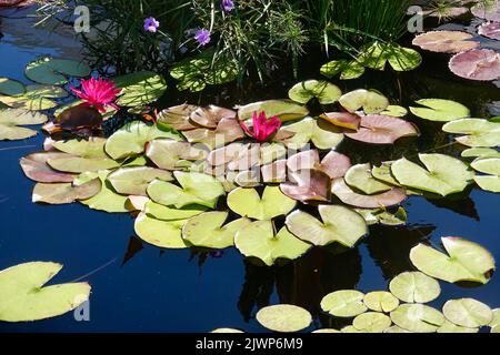 nénuphars dans un étang de koï réfléchissant Banque D'Images