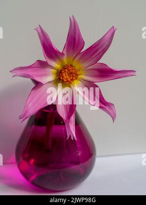 Un dahlia unique 'Honka Pink', dans un vase en verre violet. Banque D'Images