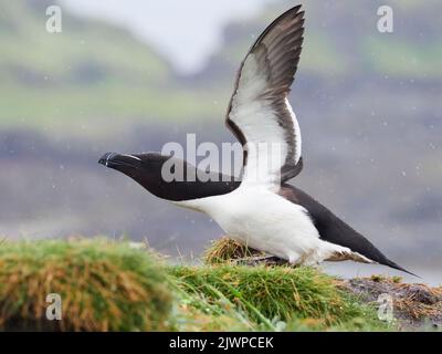 Razorbill (Alca torda) sur un bord de falaise sur Lunga, Treshnish Isles, Argyle, Écosse, Royaume-Uni Banque D'Images