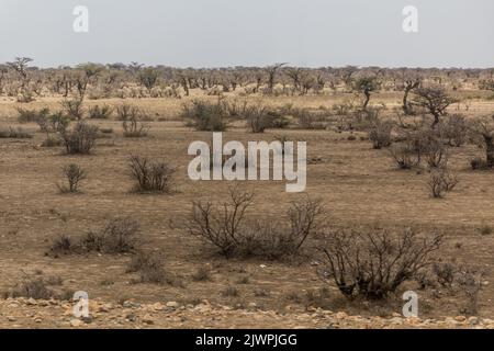 Paysage de l'est de l'Éthiopie près de Jijiga Banque D'Images