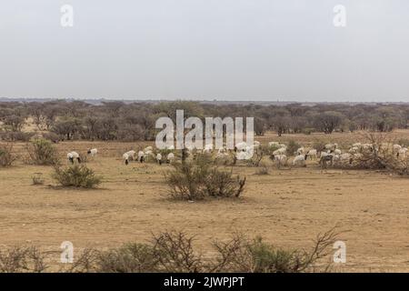 Troupeau de moutons dans l'est de l'Éthiopie près de Jijiga Banque D'Images