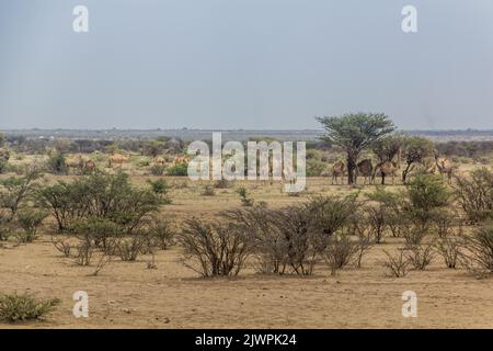 Chameaux dans l'est de l'Éthiopie près de Jijiga Banque D'Images