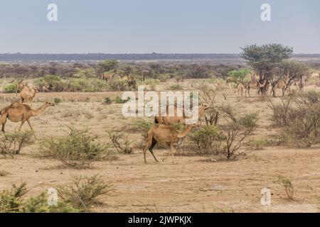 Chameaux dans l'est de l'Éthiopie près de Jijiga Banque D'Images