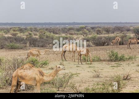 Chameaux dans l'est de l'Éthiopie près de Jijiga Banque D'Images