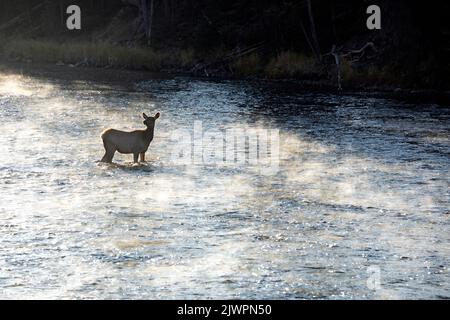 WY05031-00....WYOMING - jeune élan dans la rivière Madison, parc national de Yellowstone. Banque D'Images