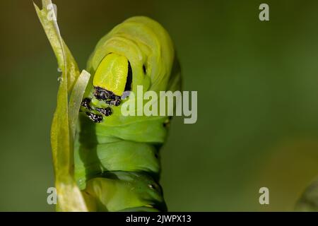 vue frontale d'une chenille d'acherontia atropos adulte sur une branche d'une pomme de terre à fond vert. photographie de nature macro dans des tons verdâtres Banque D'Images