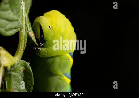 vue latérale d'un adulte acherontia atropos caterpillar sur une branche d'une plante de pomme de terre avec fond sombre. photographie de la nature. Copier l'espace. Banque D'Images