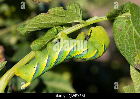 acherontia atropos caterpillar sur la plante de la pomme de terre. macro-photographie horizontale. Photo de la nature Banque D'Images