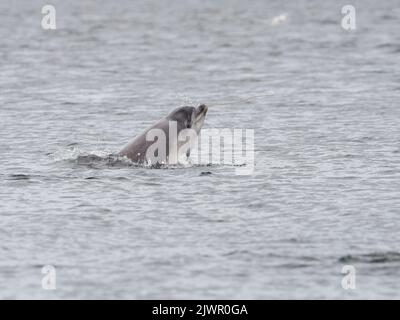 Grand dauphin (Tursiops truncatus) émerge dans le Moray Firth, Ecosse, Royaume-Uni Banque D'Images