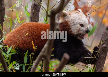 Photo d'un petit joli panda rouge marchant sur la branche d'un arbre Banque D'Images
