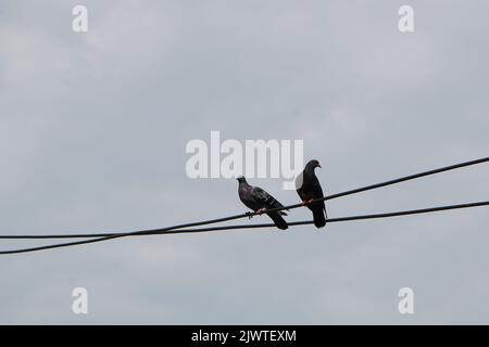 Deux pigeons de couleur foncée, perchés sur un câble électrique dans la ville, dans un ciel gris nuageux Banque D'Images