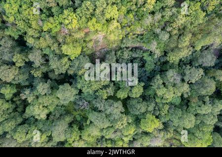 Photo aérienne d'une forêt avec des canopies d'arbres verts en Estonie Banque D'Images