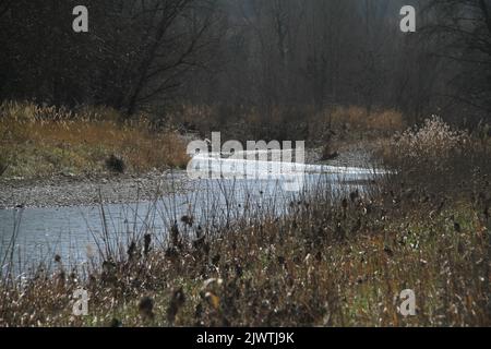 Rivière Sillaro passant près de Castel San Pietro terme en Italie Banque D'Images