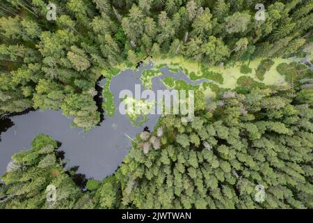 Lac forestier d'en haut Banque D'Images