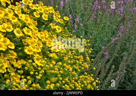 Fleurs de chrysanthème jaune vif dans le jardin en automne. Banque D'Images