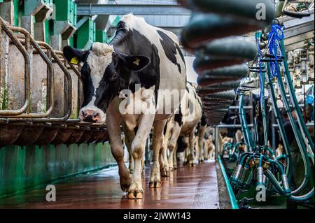 Agriculture: Timoleague, West Cork, Irlande. 6th septembre 2022. Le 160 troupeau fort de fermier laitier DJ Keohane sont amenés dans le salon être laited à sa ferme à Timoleague, West Cork. Crédit : AG News/Alay Live News Banque D'Images