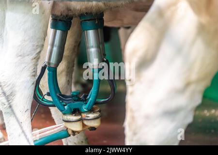 Agriculture: Timoleague, West Cork, Irlande. 6th septembre 2022. Le 160 fort troupeau de producteurs laitiers DJ Keohane sont milkés dans sa ferme de Timoleague, West Cork. Le fils de DJ, Daniel, 11 ans, et la fille Clíodhna, 15 ans, aident à la traite. Le salon accueille 20 vaches de chaque côté et le traite est terminé en une heure. DJ produit actuellement environ 20 litres par vache. Crédit : AG News/Alay Live News. Banque D'Images