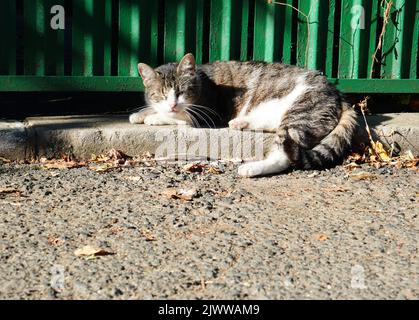 Le chat de tabby gris se noie sur le trottoir près de la clôture verte au soleil Banque D'Images