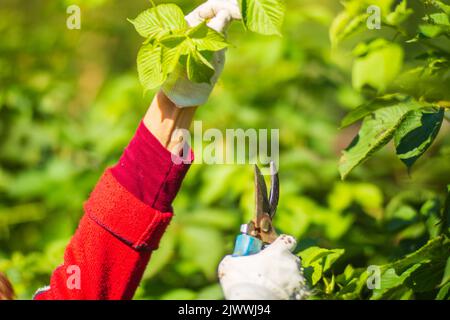 Mains de fermiers qui font élaguer des buissons avec de grands sécateurs de jardin. Outils de jardinage. Concept agricole. Saison agricole Banque D'Images