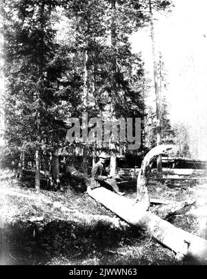 Homme assis sur une bûche dans la vieille forêt. Homme sittande på stock i gammal skog. Banque D'Images