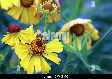 Une abeille rassemble le nectar et le pollen d'un helenium jaune : helenium Autumnale (Sneezeweed). Jardins Kew de septembre Banque D'Images