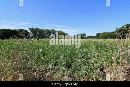 Champ au printemps avec arbres et ciel bleu au-dessus et terre en premier plan Banque D'Images