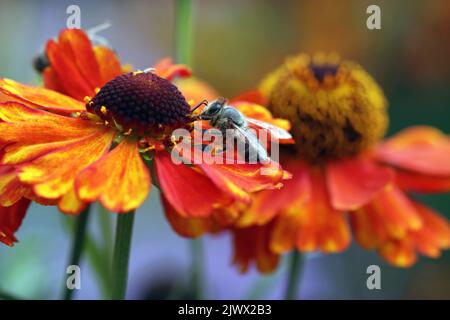 Image macro d'un 'premier Flowerer de Helenium Sahin (Sneezeweed)'; une abeille recueille le nectar du centre brun chocolat de la fleur orange-rouge Banque D'Images