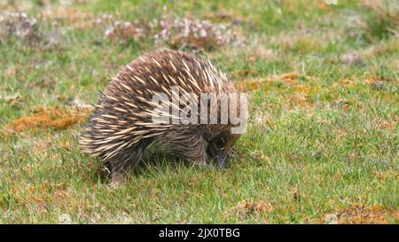 echidna se forge à manger dans la nature tasmanie du parc national de cradle mountain, en australie Banque D'Images