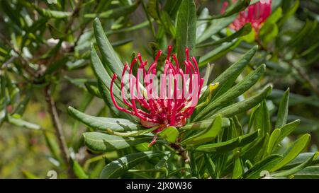 gros plan de la tasmanie ensoleillée fleur de waratah au parc national de cradle mountain en tasmanie, australie Banque D'Images