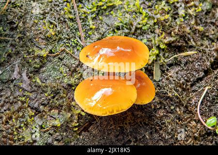 Velutipes Flammulina, tige en velours Banque D'Images