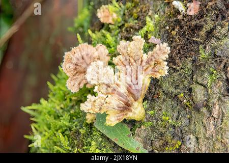 Commune de Schizophyllum, champignon de Split-gill Banque D'Images