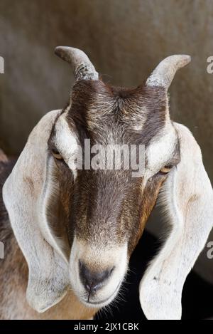 Portrait d'une chèvre Banque D'Images