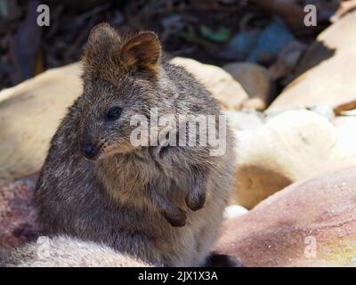 Un portrait attachant d'une belle quokka attachante. Banque D'Images