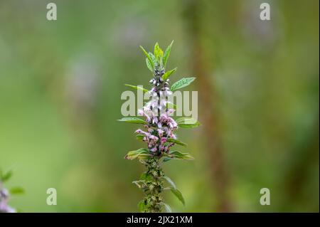 Plante médicinale leonurus cadriaca ou motherwort poussant dans le jardin en été Banque D'Images