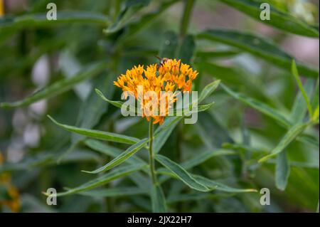 Asclepias tuberosa ou mauvaise herbe à papillons, espèce de laitoued originaire de l'est et du sud-ouest de l'Amérique du Nord en été Banque D'Images