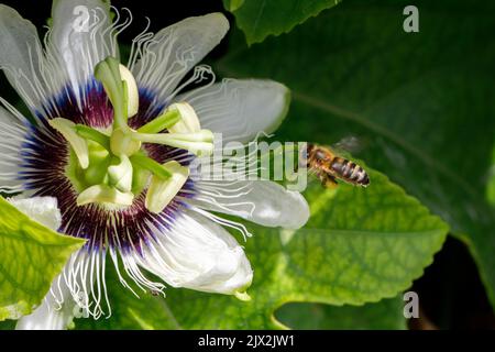 Une abeille pollinise une fleur de fruit de la passion. Imaginez un gros plan. Banque D'Images
