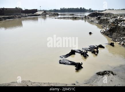 Nowshera. 6th septembre 2022. Des bovins sont vus dans les eaux d'inondation après de fortes pluies de mousson dans le nord-ouest du Pakistan Nowshera, le 6 septembre 2022. Au moins 11 personnes ont été tuées dans de fortes inondations soudaines provoquées par la mousson au cours des 24 dernières heures au Pakistan, a déclaré l'Autorité nationale de gestion des catastrophes (NDMA). Credit: Saeed Ahmad/Xinhua/Alay Live News Banque D'Images