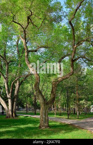 Parc de la ville au printemps. Un arbre avec des branches tortravers sur l'herbe verte dans le Parc de la gloire. Novosibirsk, Sibérie, Russie, 2022 Banque D'Images