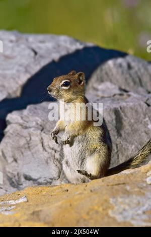 Un écureuil de terre à la mangeale dorée, Callospermophilus lateralis, debout sur une grande roche qui regarde dans les régions rurales du Canada de l'Alberta. Banque D'Images