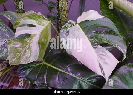 Belles feuilles de Monstera Albo Borsigiana, une plante tropicale populaire Banque D'Images