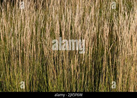 Calamagrostis acutiflora 'Karl Foerster' herbe de roseau de plumes. Banque D'Images