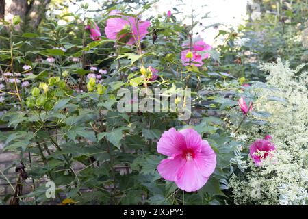 Fleurs d'hibiscus « Nuageux roses ». Banque D'Images