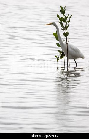 Un grand Egrets blanc a roulé sur un membre d'arbre après s'être nourris avec des proies dans la zone inter-tidale de l'Esplanade de Cairns, à l'extrême nord du Queensland, en Australie. Banque D'Images