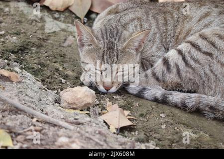 Photo en gros plan d'Un chat qui ferme les yeux au sol et qui dorment Banque D'Images