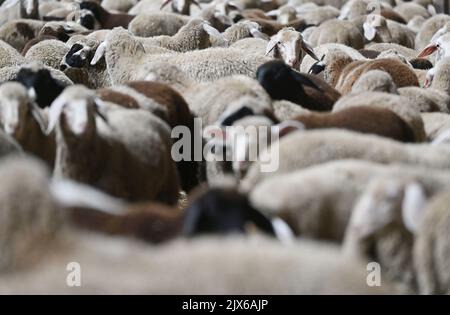 Gomadingen, Allemagne. 06th septembre 2022. Les agneaux se trouvent dans la grange de la ferme de moutons Demeter Kräuterlamm dans l'Alb. Souabe La ferme de moutons nourrit ses agneaux, parce qu'ils n'auraient pas assez de nutriments sur leur pâturage d'origine en raison de la sécheresse. Credit: Marijan Murat/dpa/Alamy Live News Banque D'Images